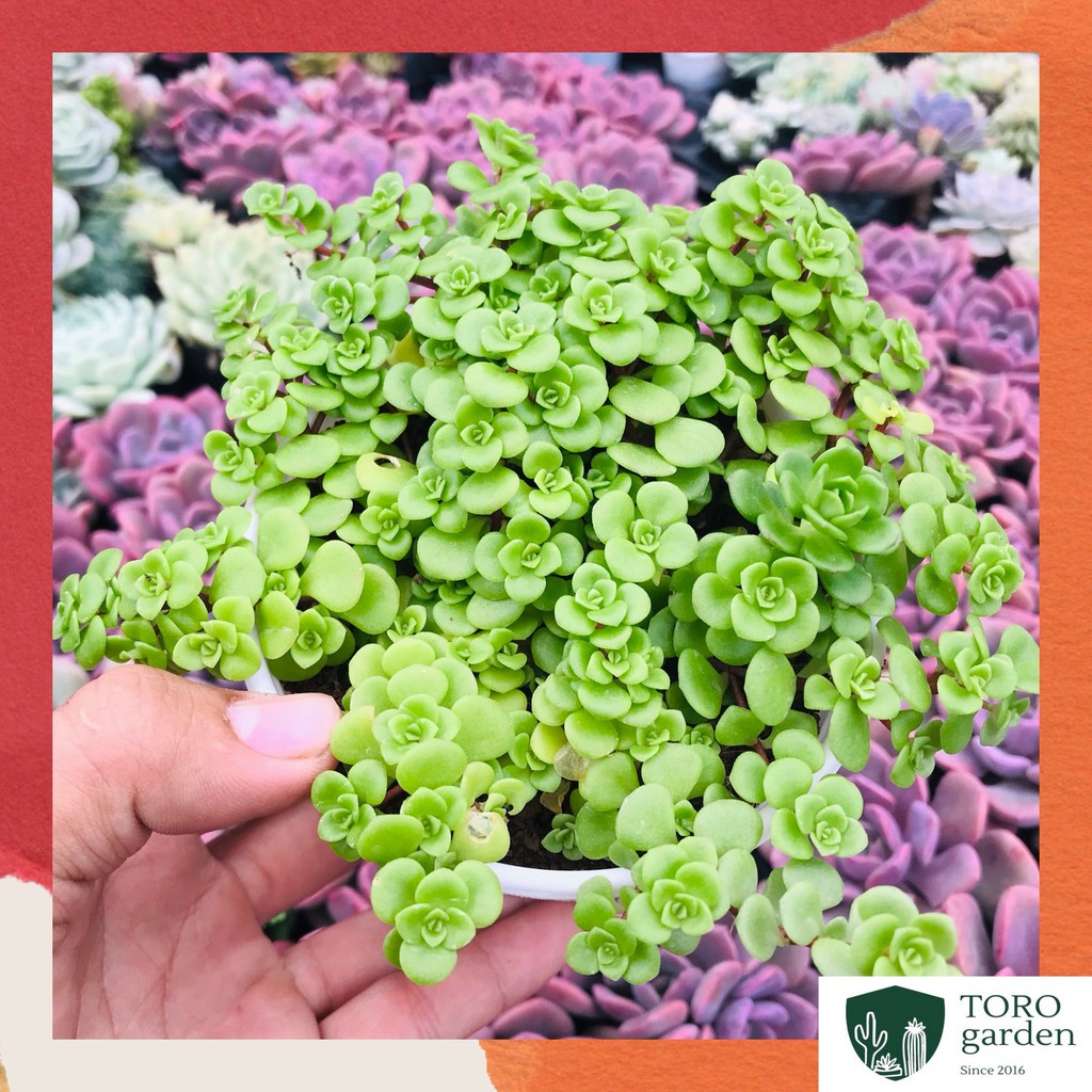 Sen đá sedum vảy cá Đà Lạt size trung bình cây cảnh trang trí nhà cửa Toro garden