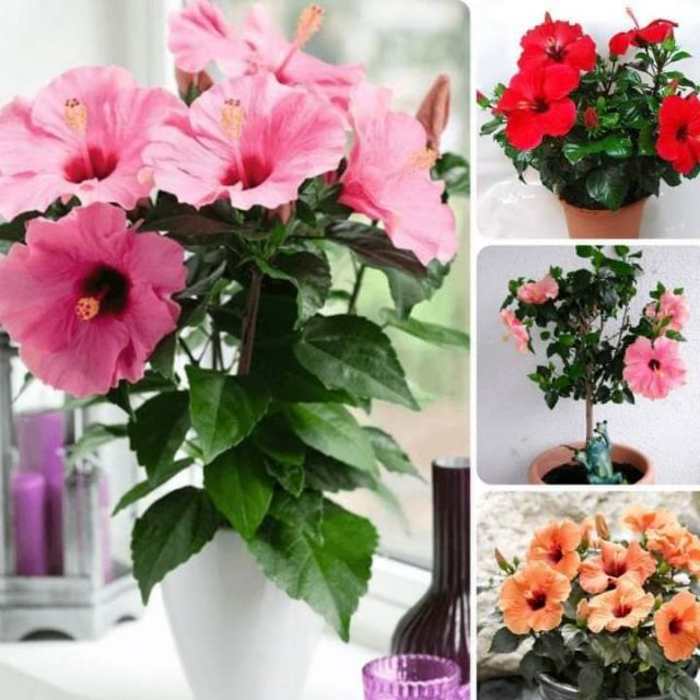 Cây giống dâm bụt thái lùn