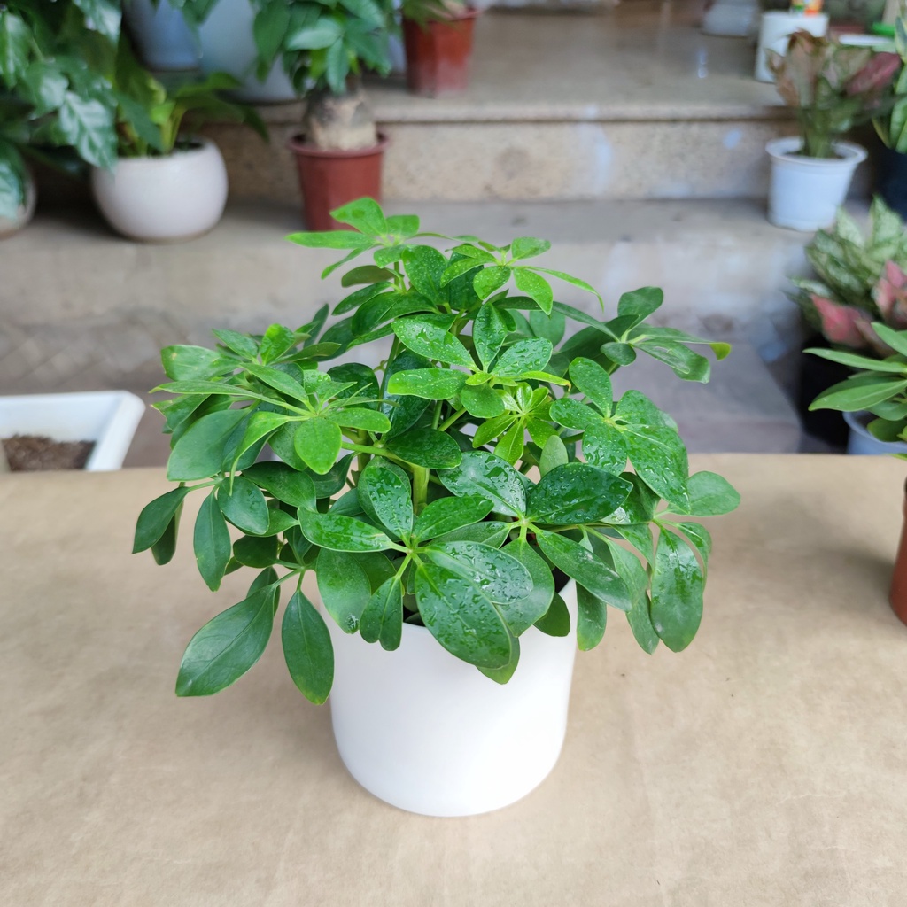 Cây ngũ gia bì cực xanh (cây đuổi muỗi) cây trang trí nhà và nội thất cao 25cm