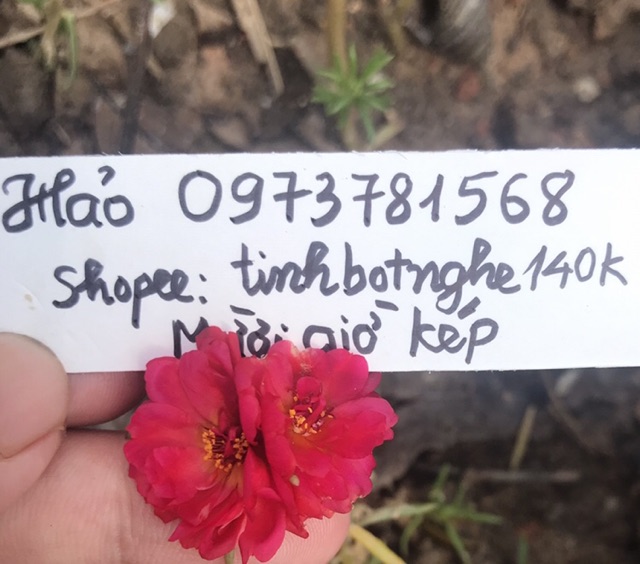 Cành hoa 10h màu mới và sam kép