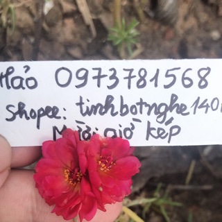 10 Cành hoa 10h màu mới và sam kép