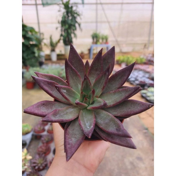 Sen đá Đế Pha Lê