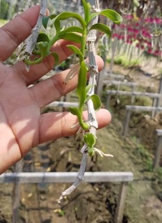 Ki chớp mỹ chuẩn hoa