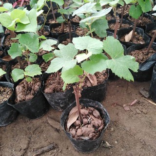 Cây nho ta giống ( giống nho leo dàn cực sai quả)