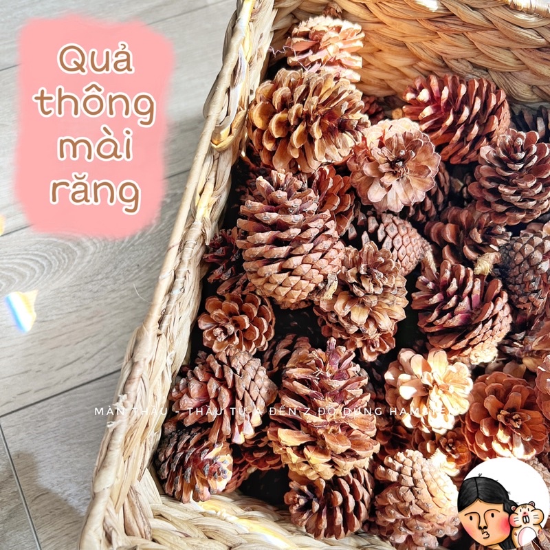 Quả thông sạch mài răng dành cho Hamster