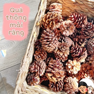 Quả thông sạch mài răng dành cho Hamster