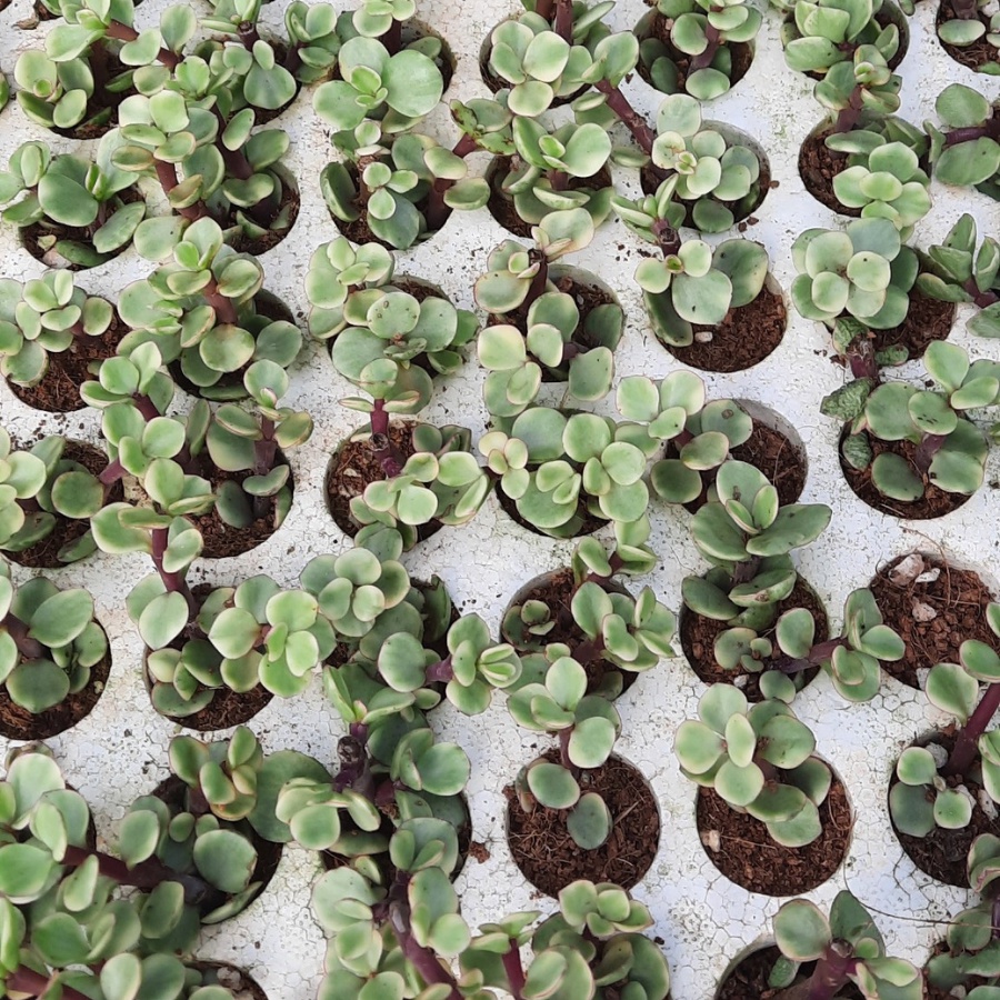 Sen đá vỉ, 84 cây giống sen dola giá sỉ từ vườn LAFA GAREN