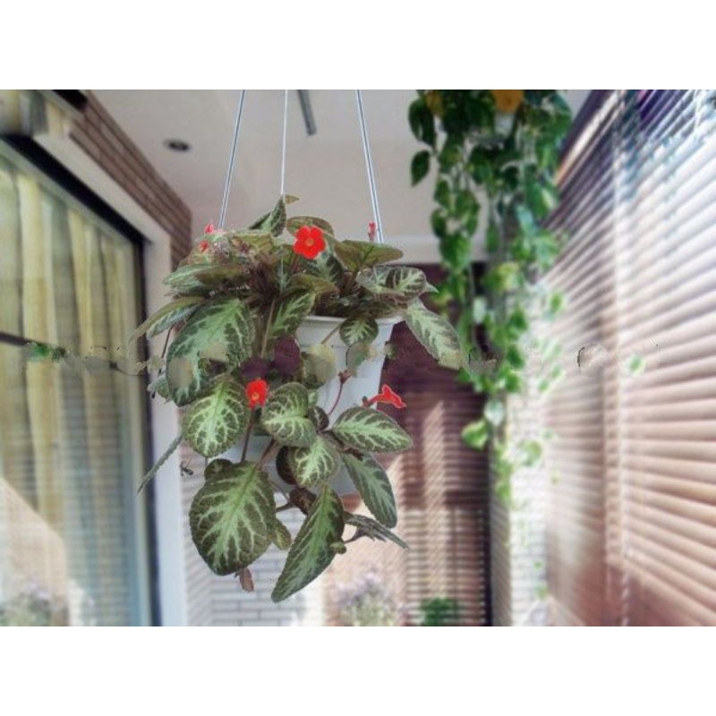 Cây Episcia/ ấm kiếm