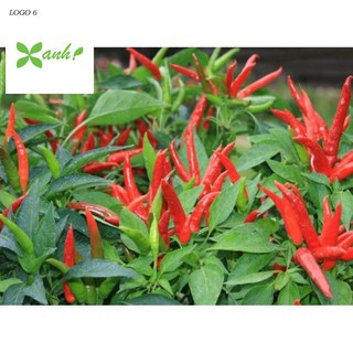 Hạt Giống Ớt Chỉ Thiên Siêu Cay 20 HẠT
