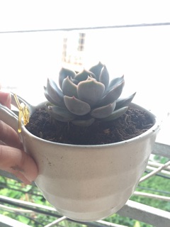 Chậu gốm sứ Nhật mini
