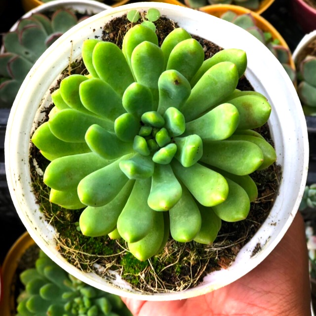 Chậu Cây Sen Đá