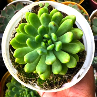 Chậu Cây Sen Đá