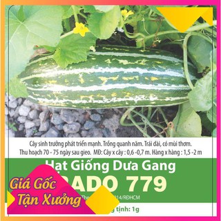 Hạt giống dưa gang cao sản