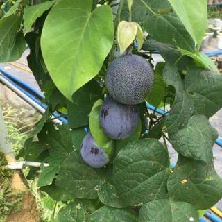 🍋 Chanh dây ngọt Colombia trái vàng