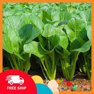 Gói 10 gr hạt giống rau cải ngọt tuyền