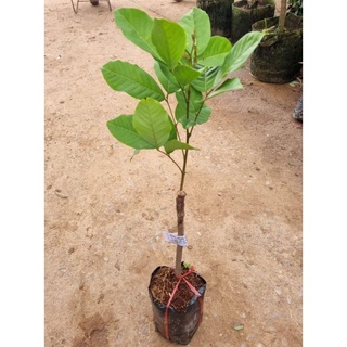 Cây giống chôm chôm