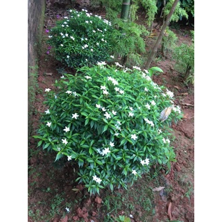 Cây mai vạn phúc cao 50-60cm, tán khoảng 50cm hoa quanh năm