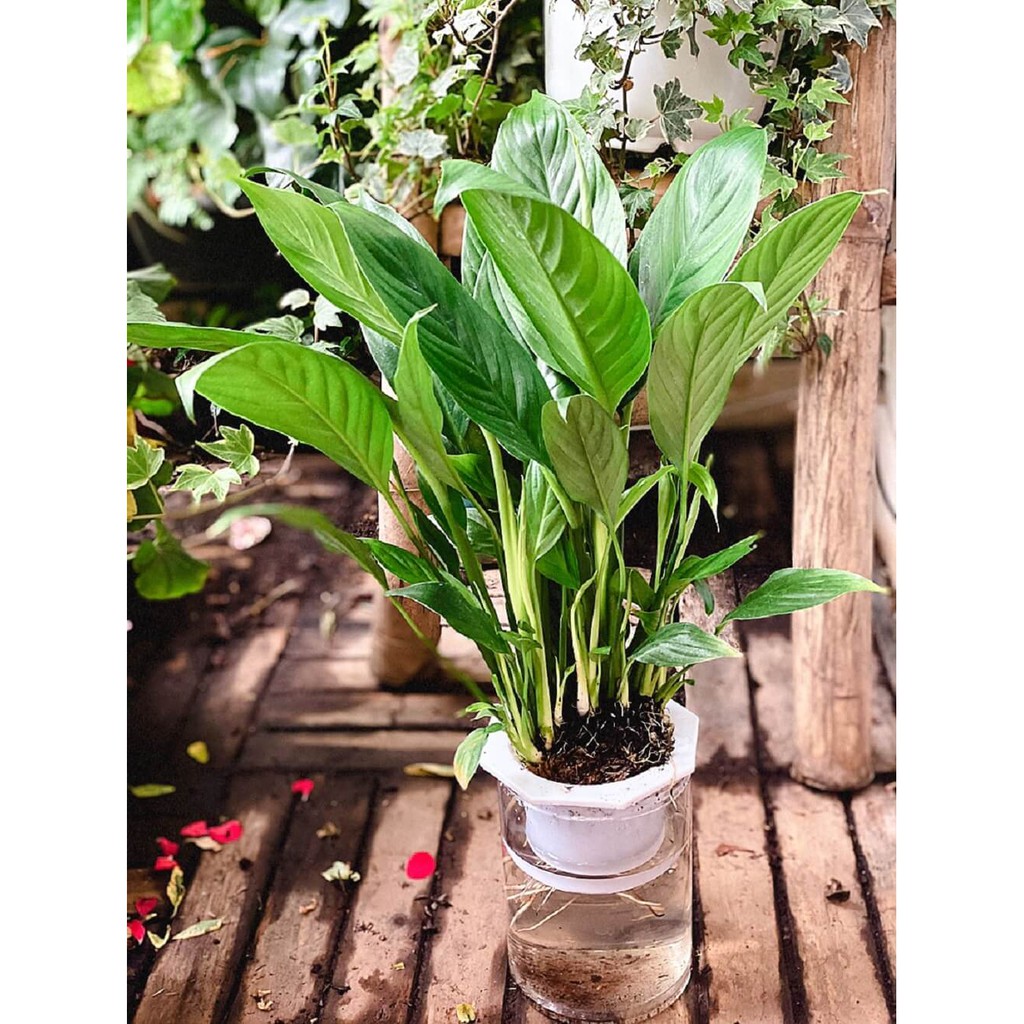 Cây Spathiphyllum wallisii Peace (Lan Ý, Huệ Hoà Bình) chậu thủy sinh 2 lớp