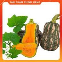 HẠT GIỐNG BÍ HẠT ĐẬU F1 GÓI 10 GRAM