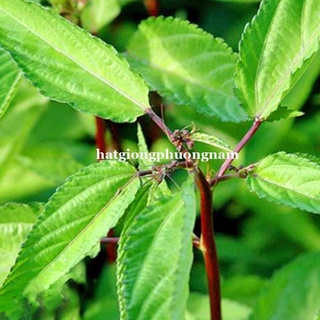 10gr - hạt giống rau đay
