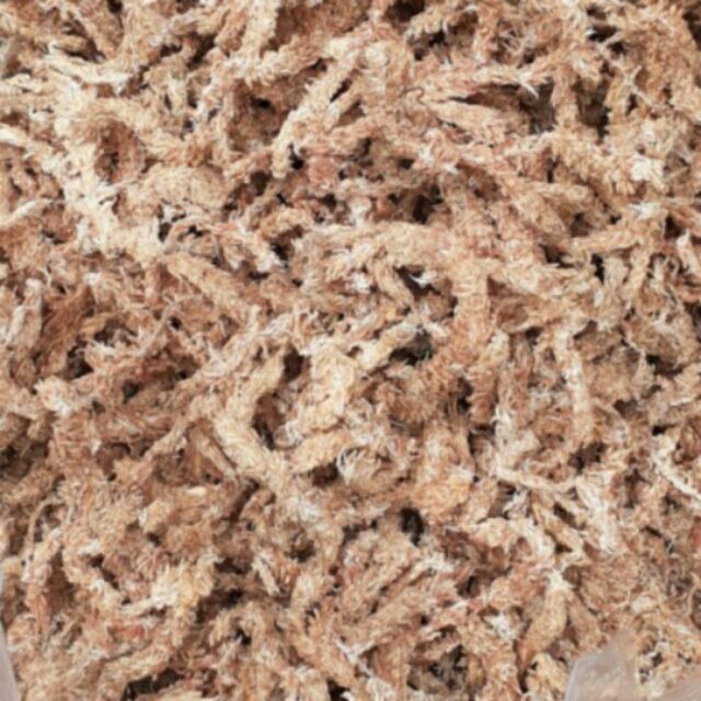 100g Rêu sâu chile