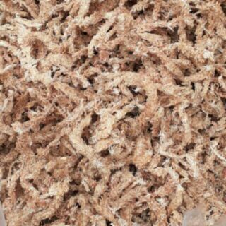 100g Rêu sâu chile