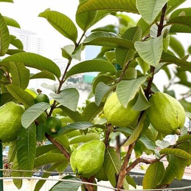 Ổi lê đài loan