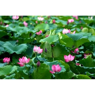 10 Hạt giống hoa sen Hồ tây (Hoa sen ta)