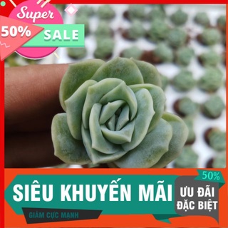 Sen hoa hồng hà lan vĩ