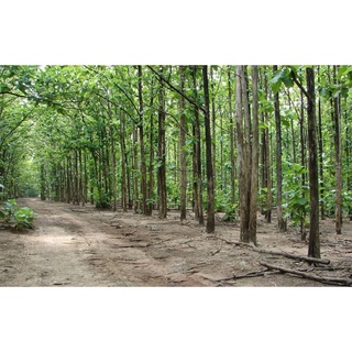 cây giống Giá Tỵ (gỗ tếch)