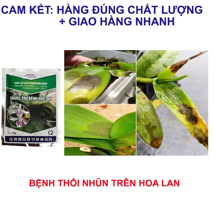 Thuốc trừ nấm bệnh hoa lan 15g, trừ bệnh thối nhũn, đốm lá, đen thân, đốm nâu trên hoa lan
