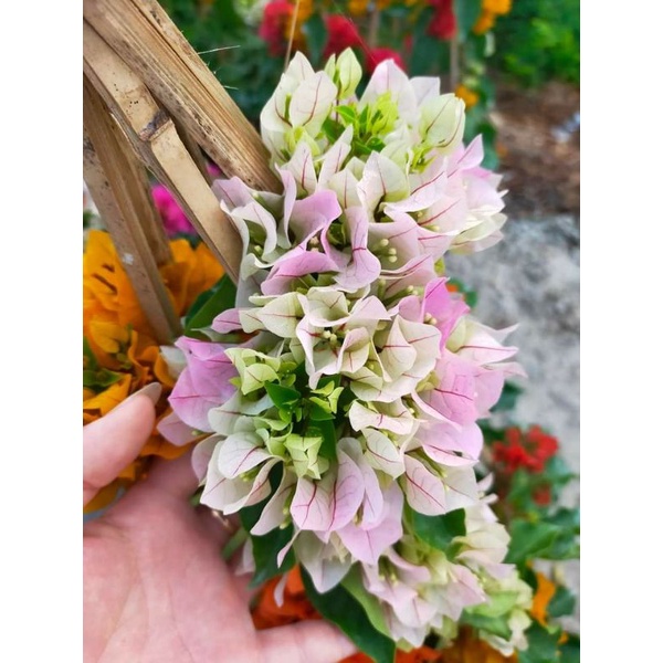 Giấy phớt hồng...thái siêu hoa