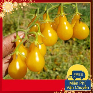 Hạt giống cà chua lê vàng