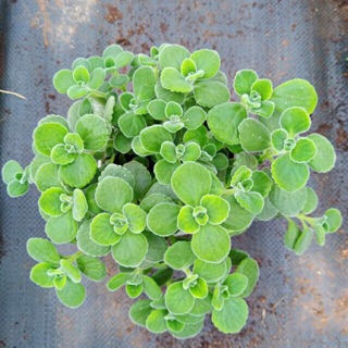 Nhất mạc hương ( sen thơm )