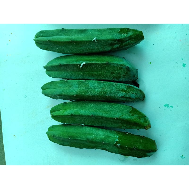 Cây xương rồng trụ Mytilo NoBrand