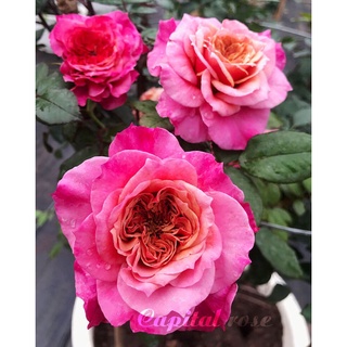 (1 chậu) cây hoa hồng nhật Miyabi Rose (hồng bụi)