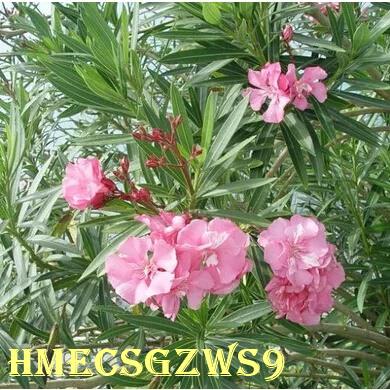 Hạt giống cây trúc đào 30h