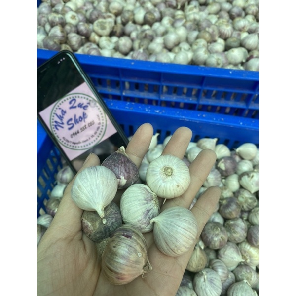 1kg Tỏi cô đơn Phan Rang làm tỏi đen size to (có bỏ sỉ) | BigBuy360 - bigbuy360.vn