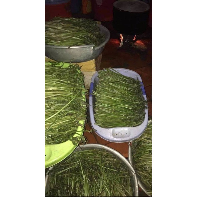Rau móp chua Củ Chi