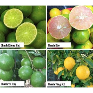 Cây giống chanh không hạt