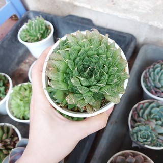 Sen đá ngọc dạ quang cỡ to