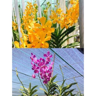 Lan mokara màu tím, vàng nến- cây giống