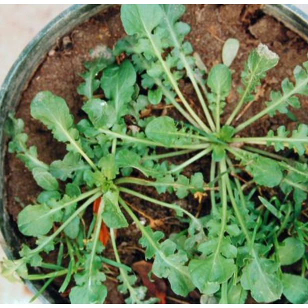100H - Hạt giống kale shepherds - Thực phẩm dành cho sức khỏe