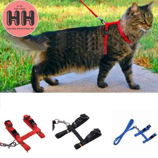 Yếm dắt mèo đi dạo