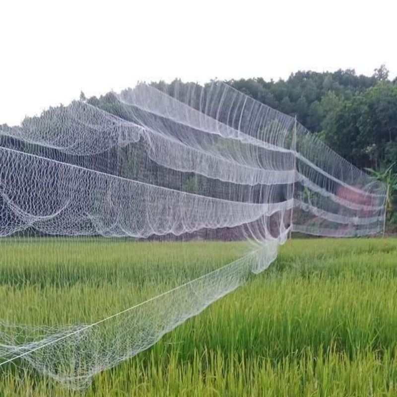 Lưới bẫy chim tàng hình Thái Lan cao 120 mắt đủ size đủ loại 50m , cu gáy, cò, cuốc, gà rừng...