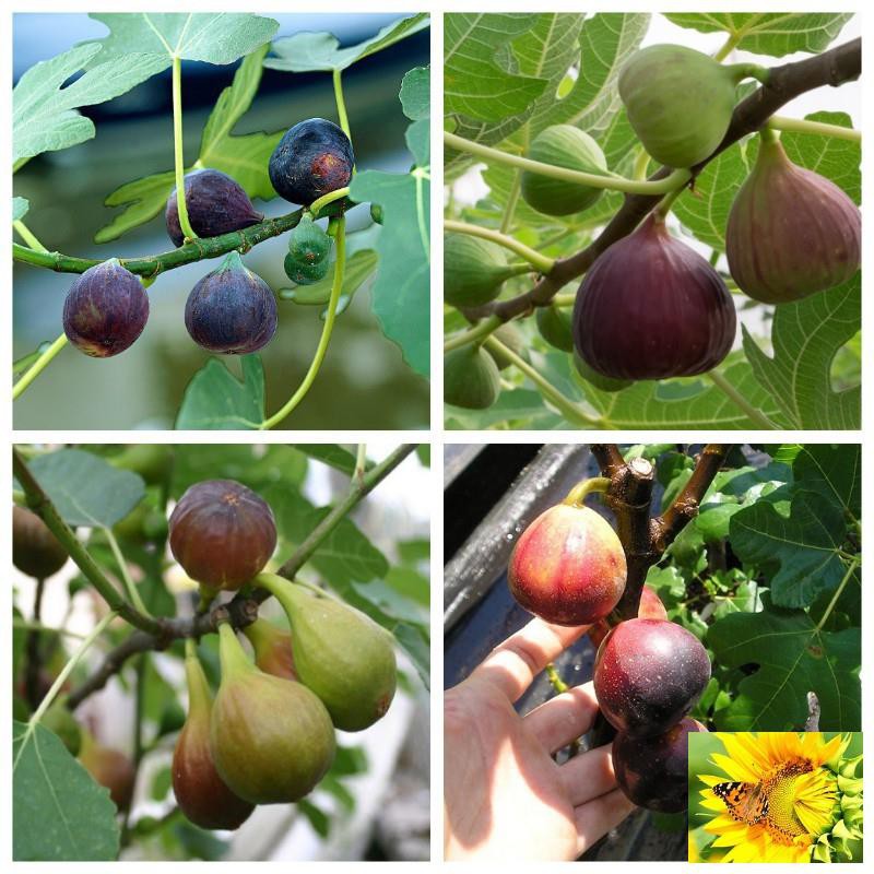 Hạt giống Sung Mỹ