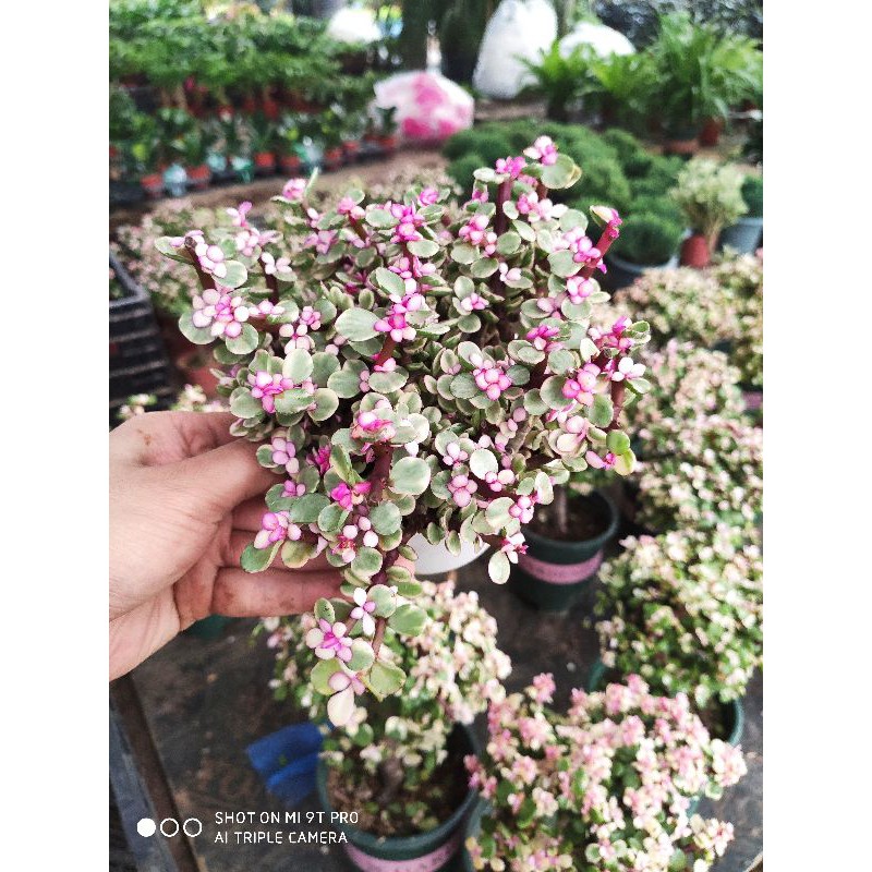 Chậu cây Thân Cổ Thụ để bàn trang trí decor
