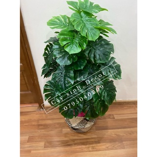 Trầu Bà xẻ 110cm loại đẹp