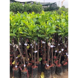 Cây mít thái siêu sớm giống chuẩn