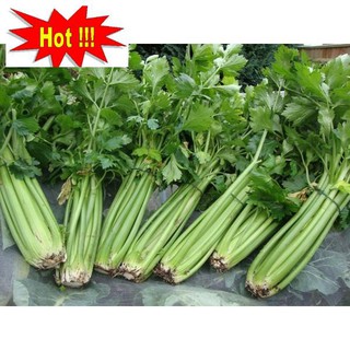Hạt giống cần tây f1 siêu năng suất,siêu dễ trồng